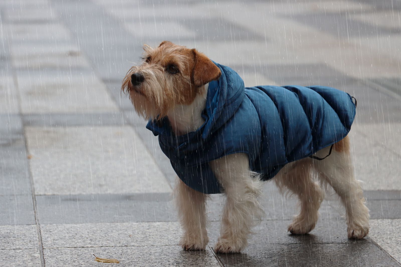 Come proteggere il cane dalla pioggia