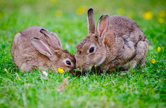 Avere un Coniglio in Casa