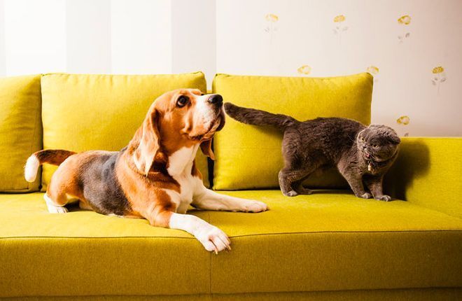 Coronavirus, anche cani e gatti possono contagiarci?