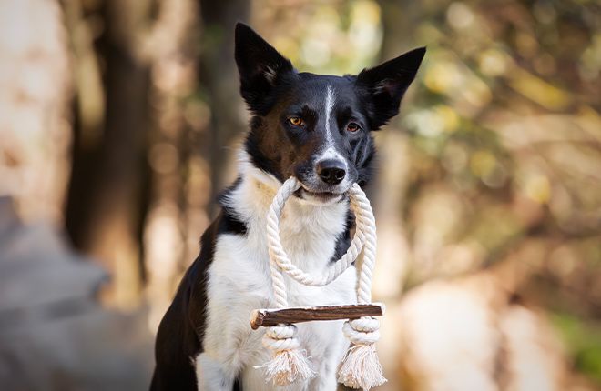 Cotonosso con Corna di Cervo