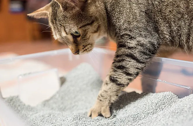 Gatto che scava nella lettiera