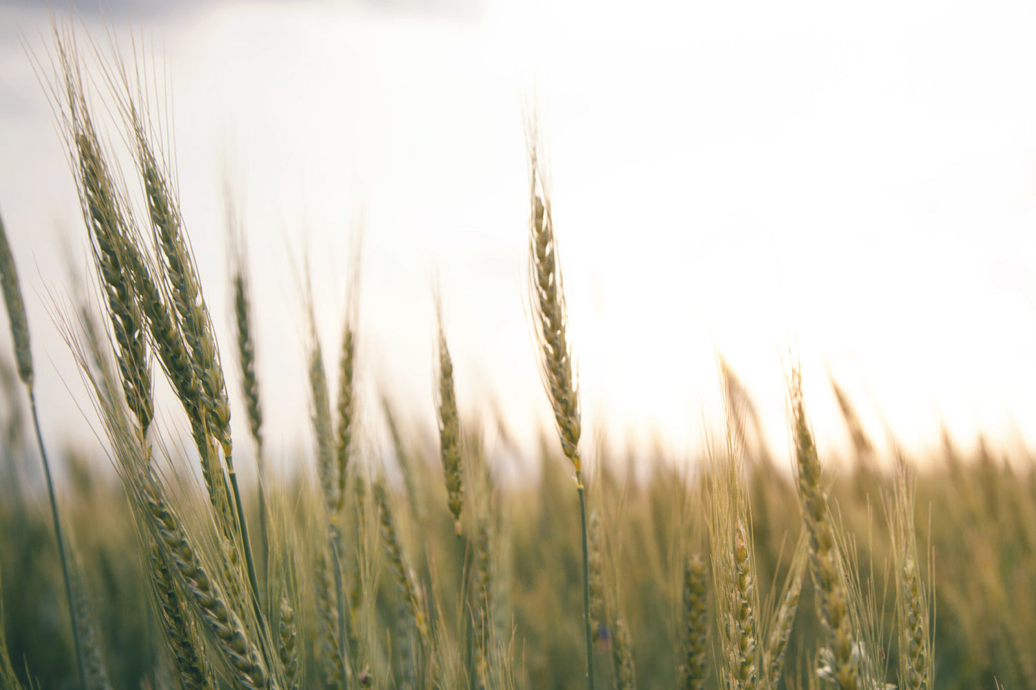 Forasacchi cane e gatto: cosa sono, quali sono i sintomi e come prevenirli