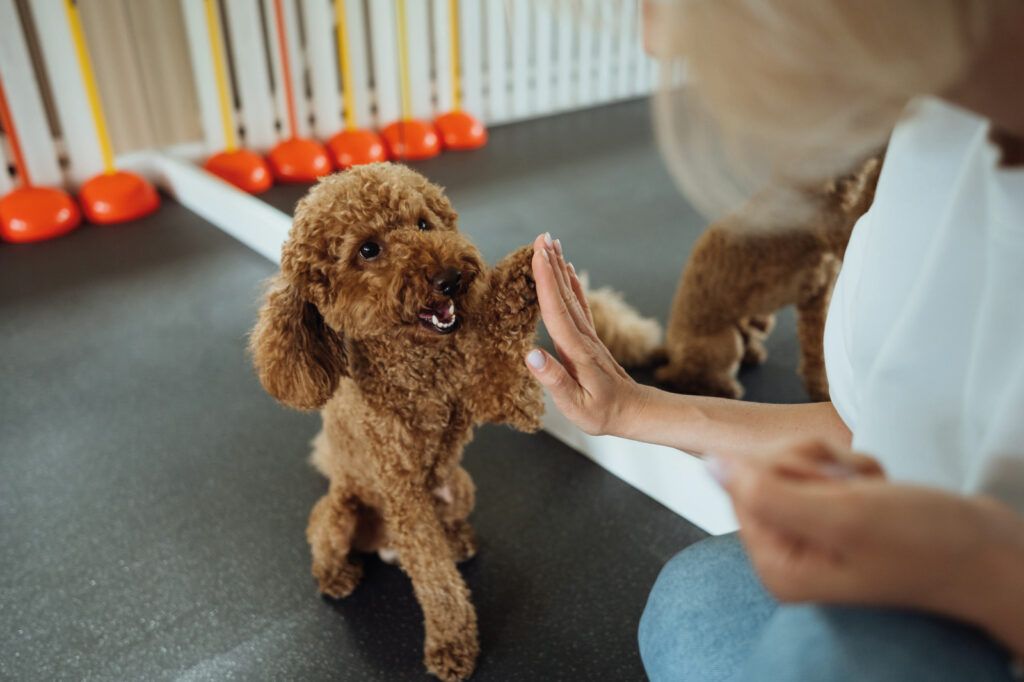 Brutto tempo? 3 Giochi di attivazione mentale per cani da fare in casa