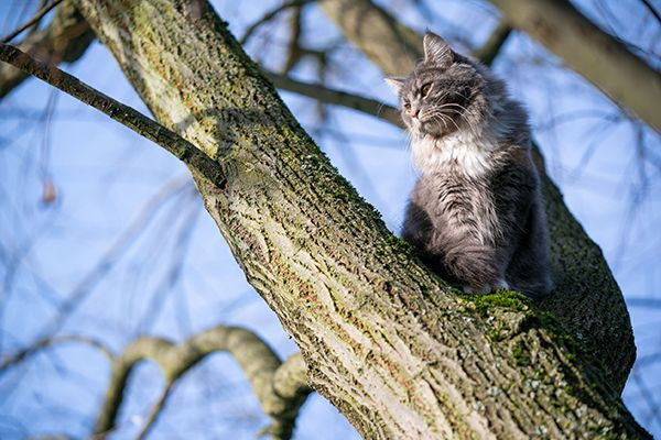 Giornata internazionale del gatto