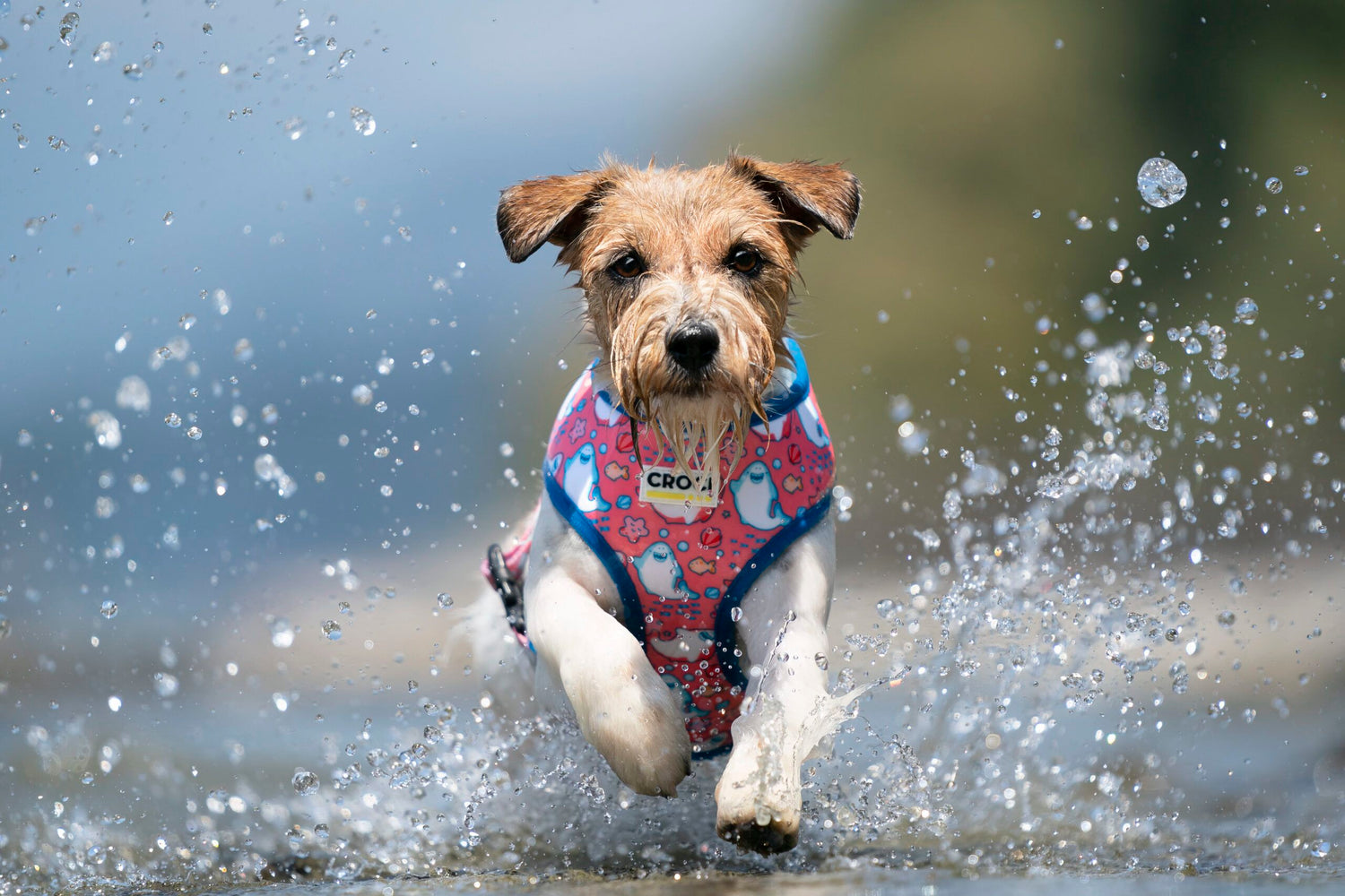 I cani che soffrono il caldo