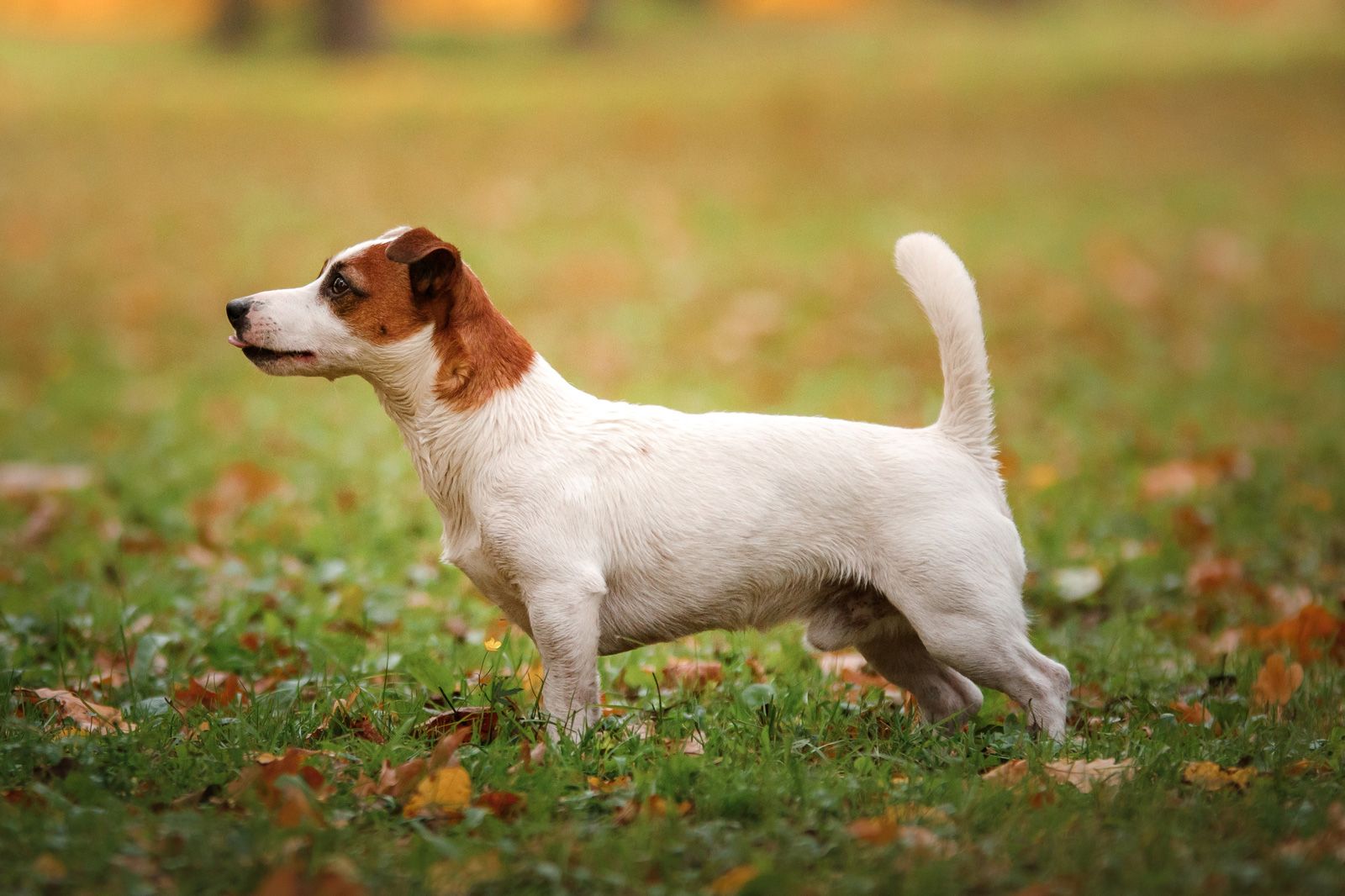 Linguaggio del cane