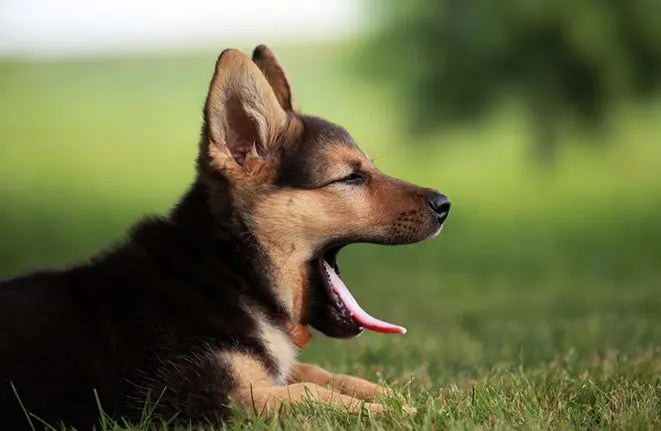 Cane che sbadiglia