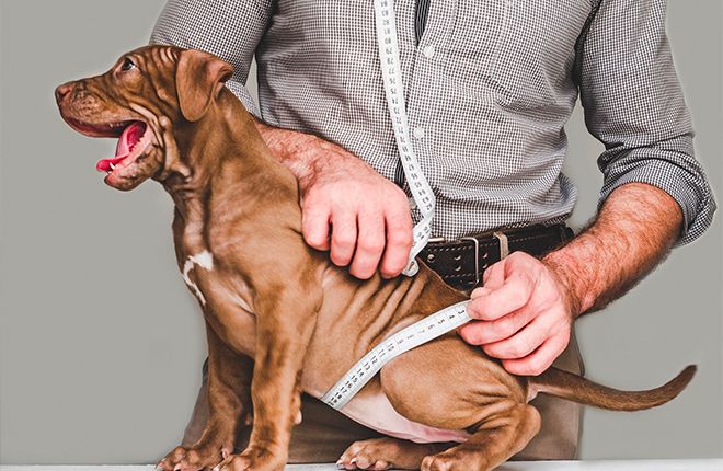 Come Misurare il tuo Cane e Trovare la Giusta Taglia