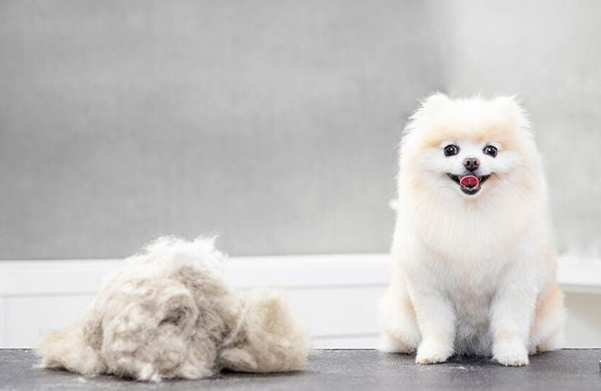 Muta del cane
