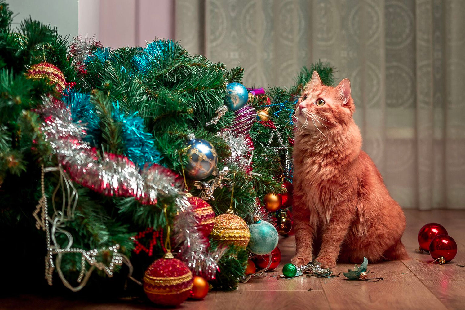 Natale con cane e gatto