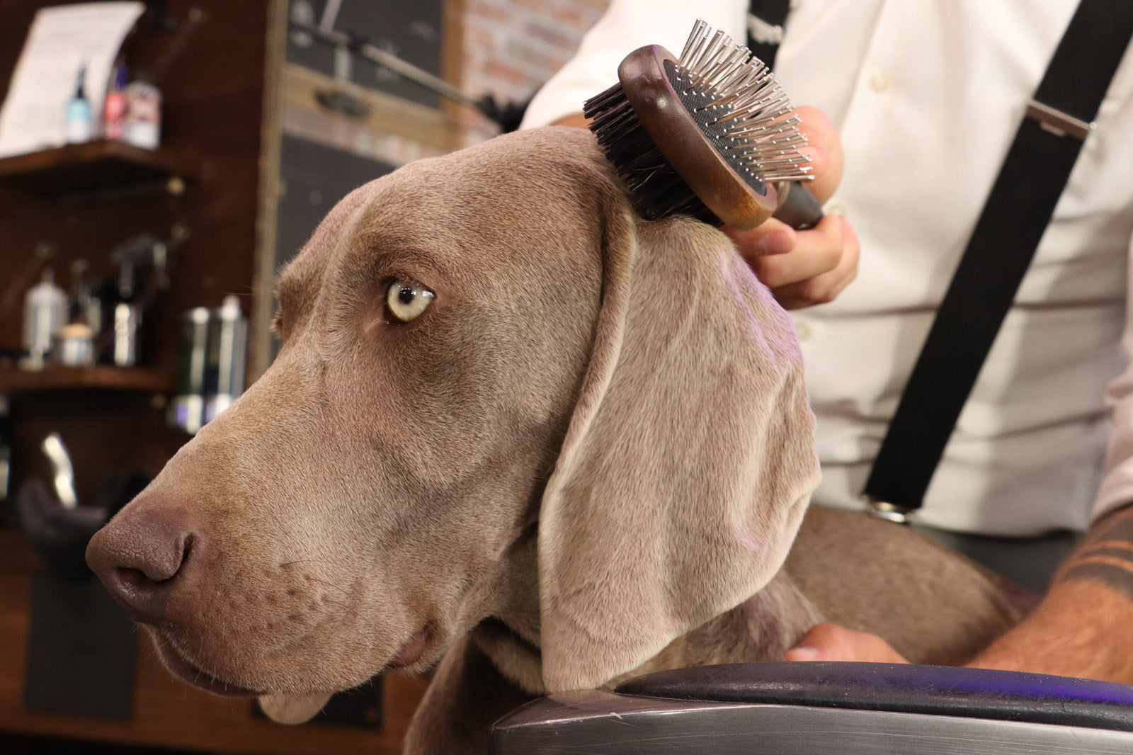 Spazzola per cani: quale scegliere il base al pelo del tuo pet