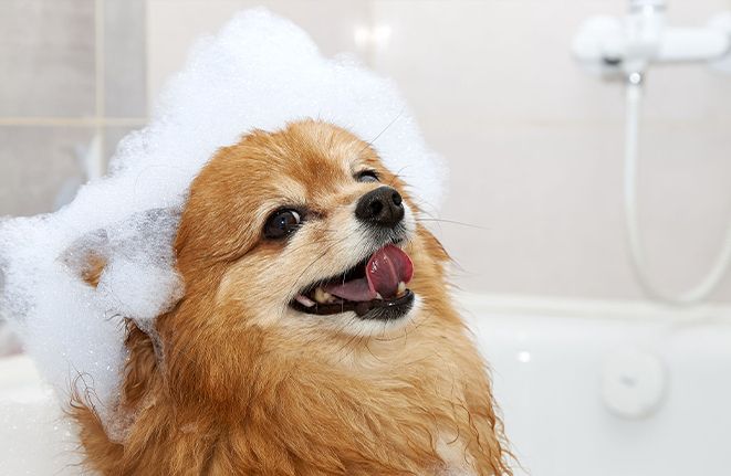 Toelettatura per cani