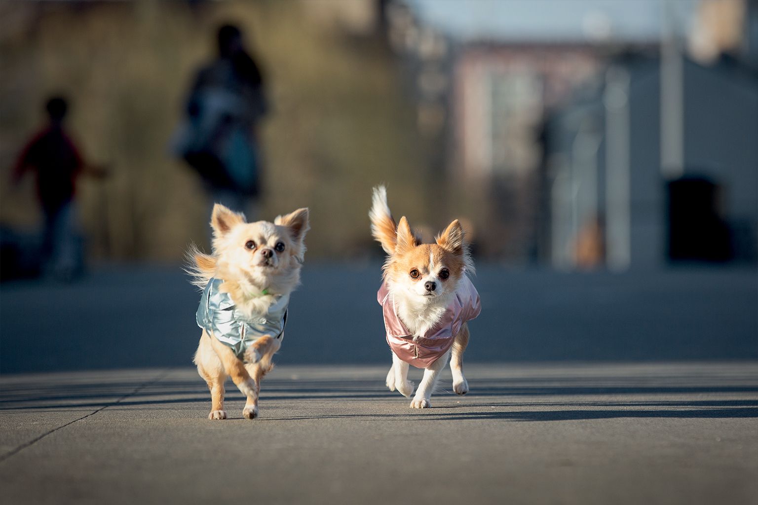 Vestiti per cani