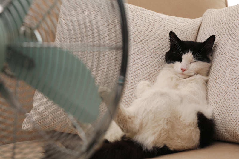 Come gestire l’estate con il tuo gatto