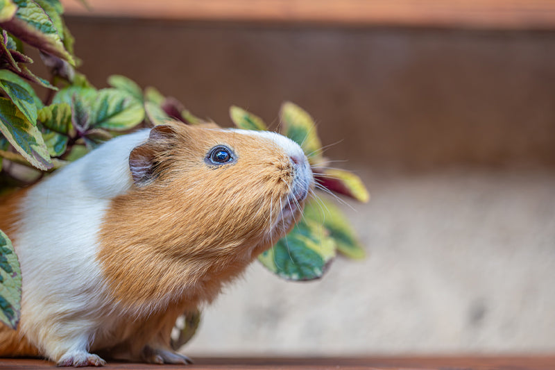 Come proteggere il tuo piccolo roditore dal caldo e dalle alte temperature