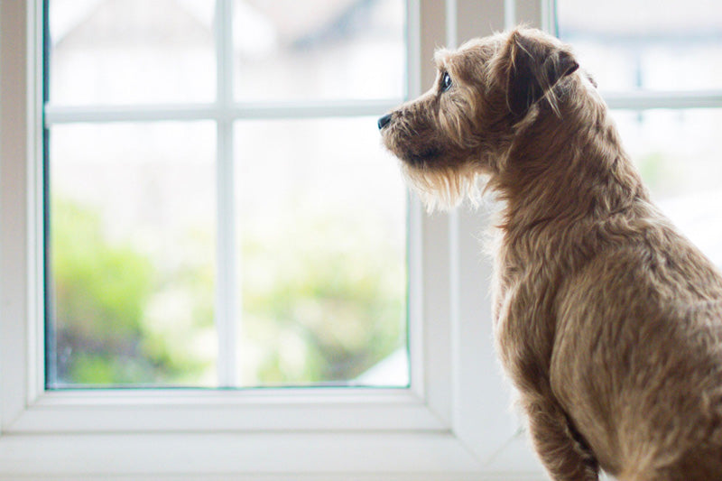 Come affrontare l'ansia da separazione nei cani