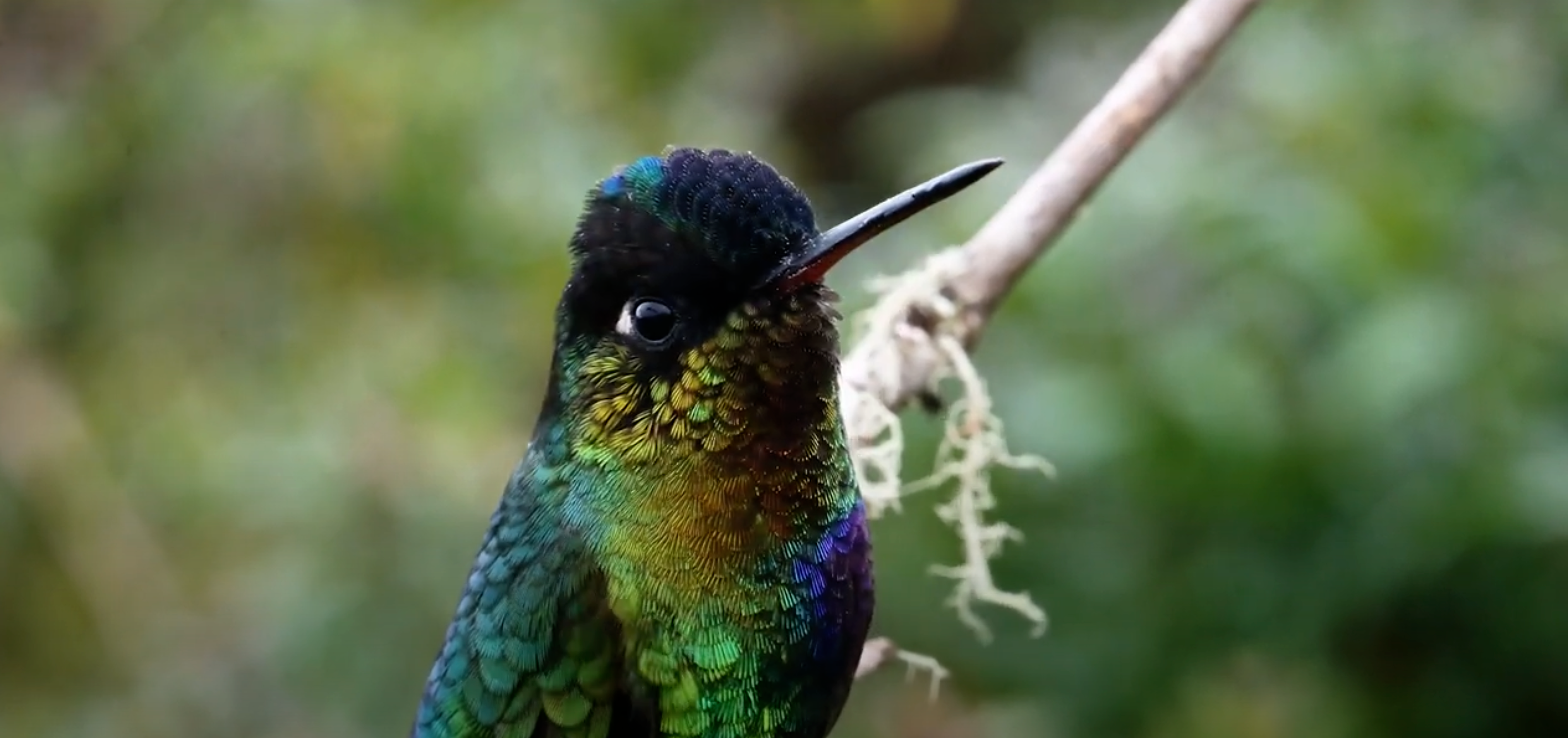 Smart Bird
