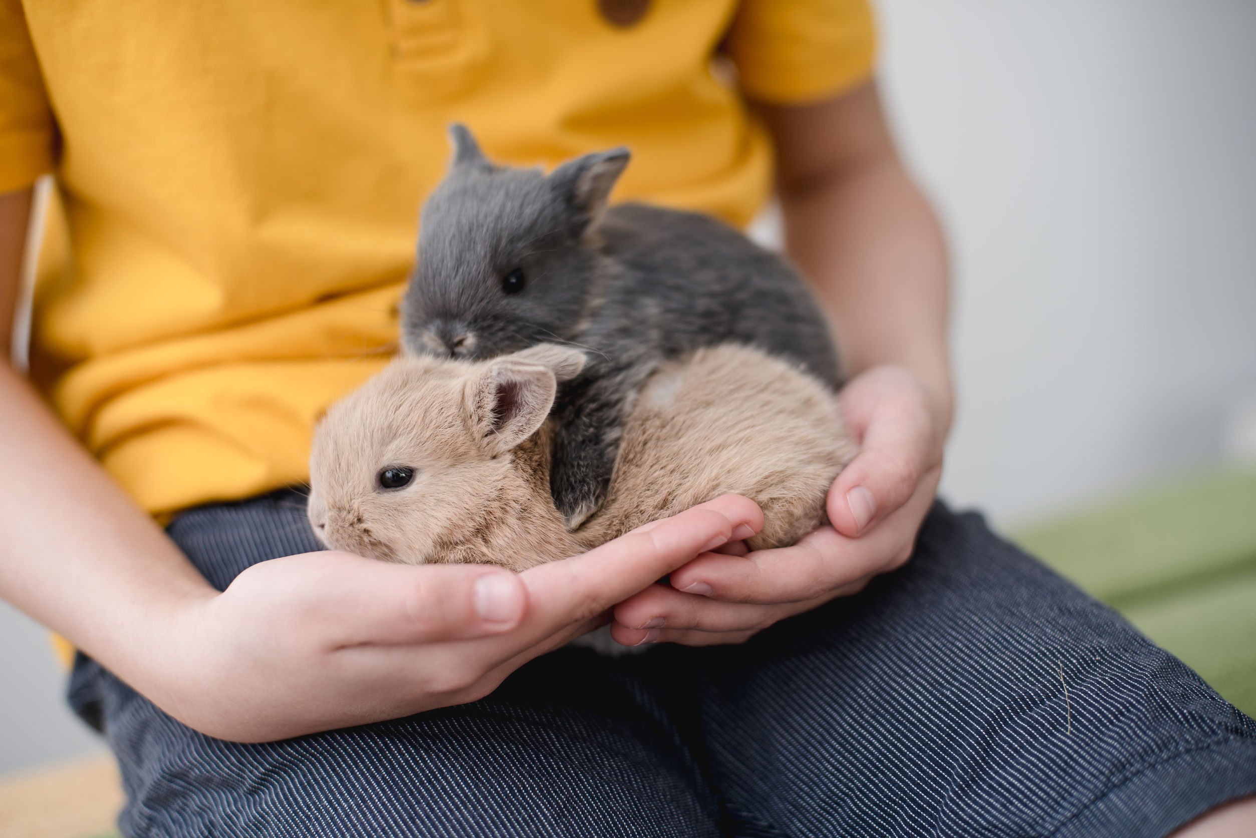 Accessori per piccoli animali domestici