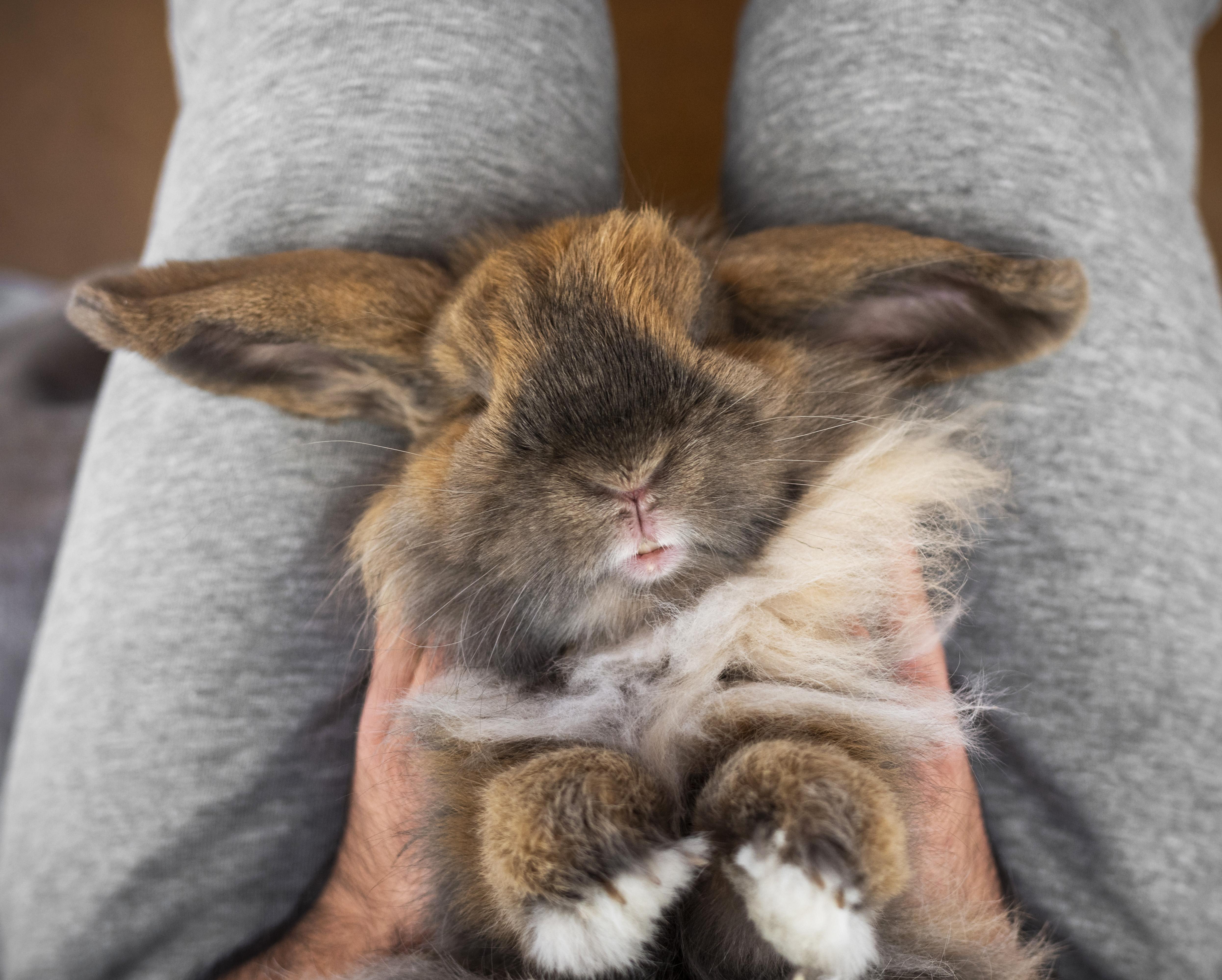 Cura e igiene piccoli animali domestici