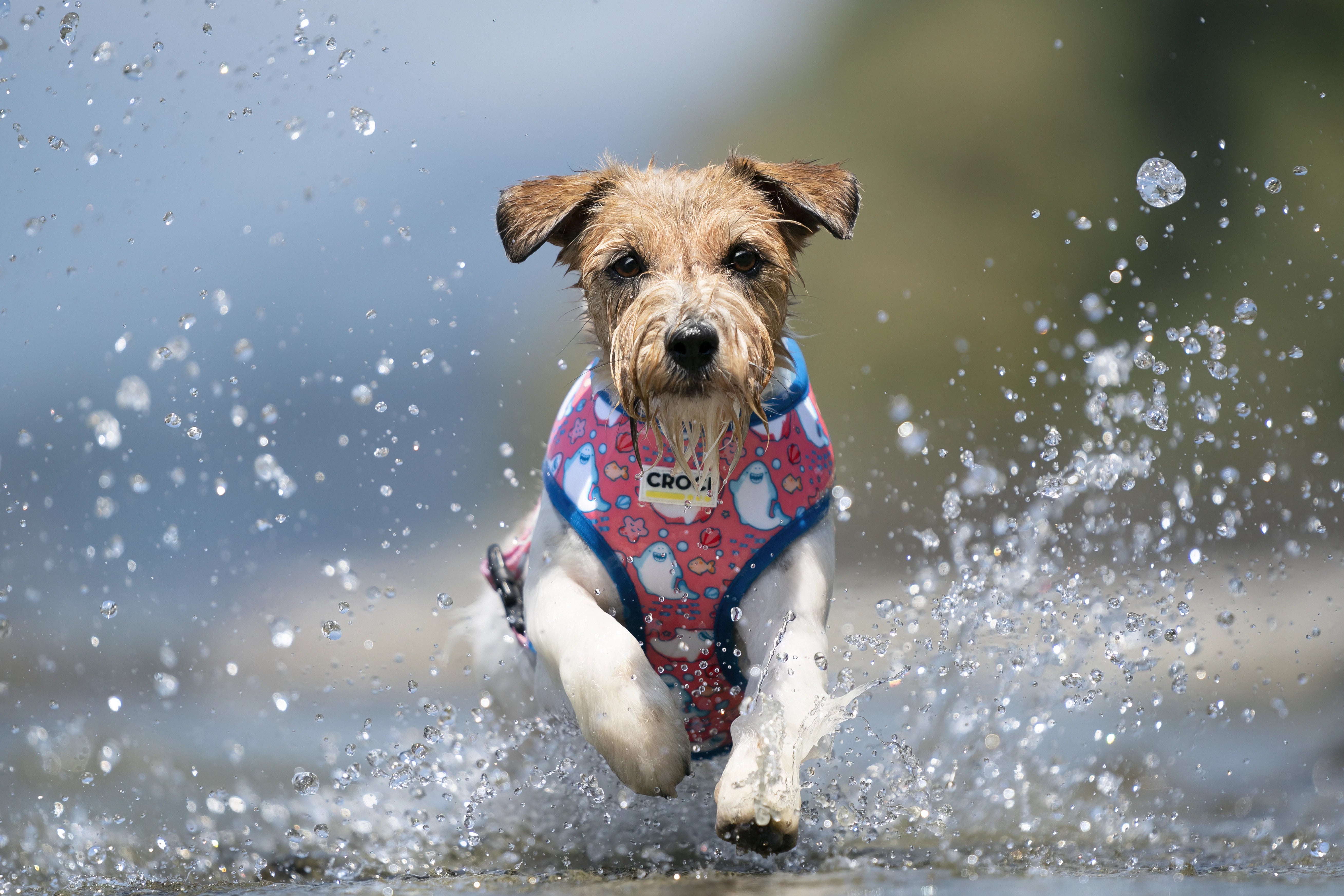 Prodotti per cani termici e rinfrescanti