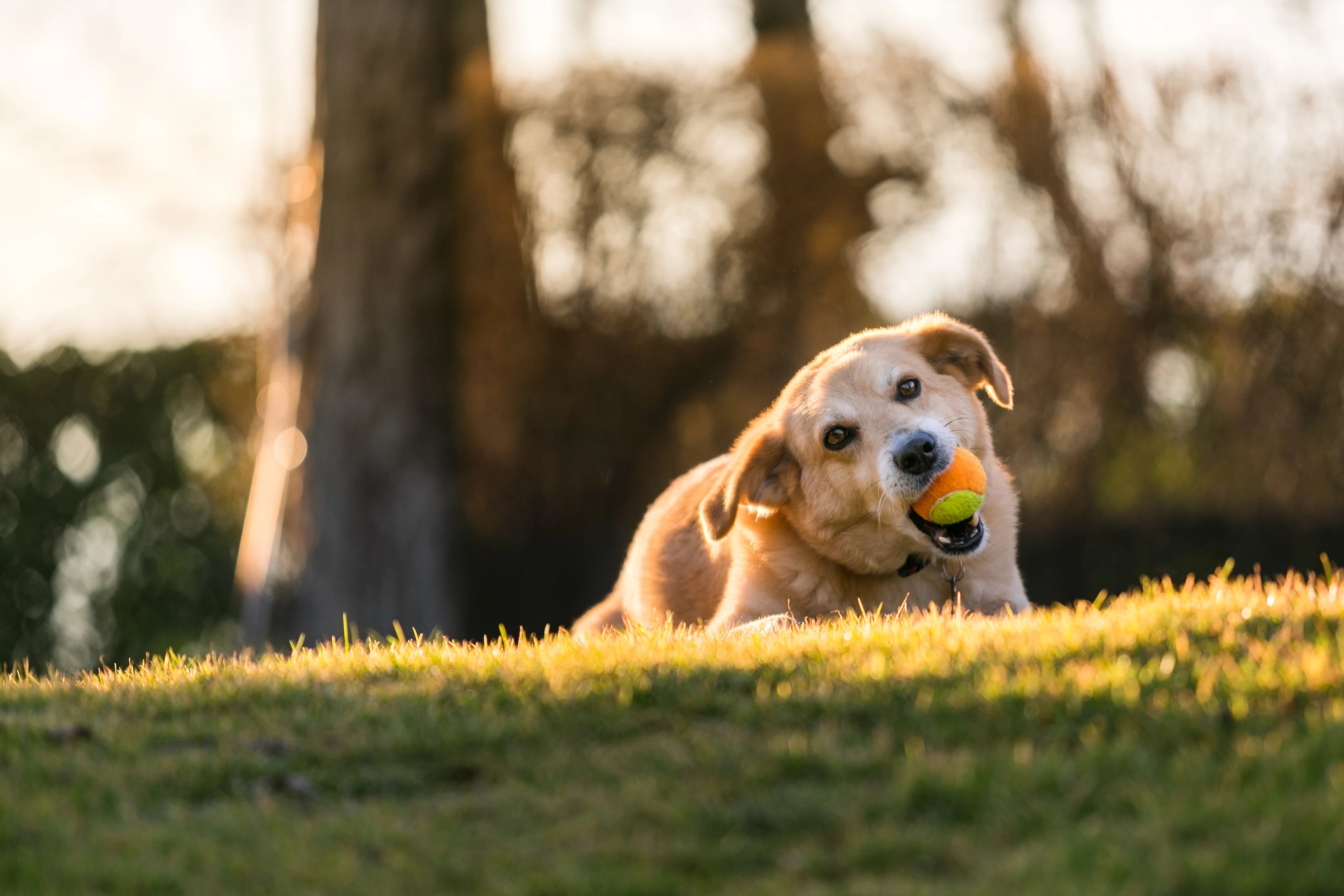 Giochi per cani