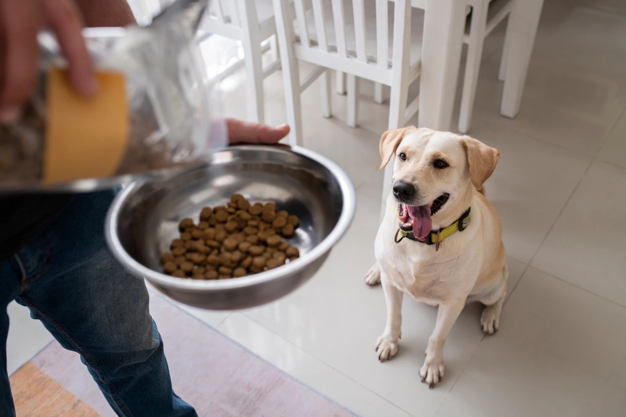 Ciotole e fontane per cani