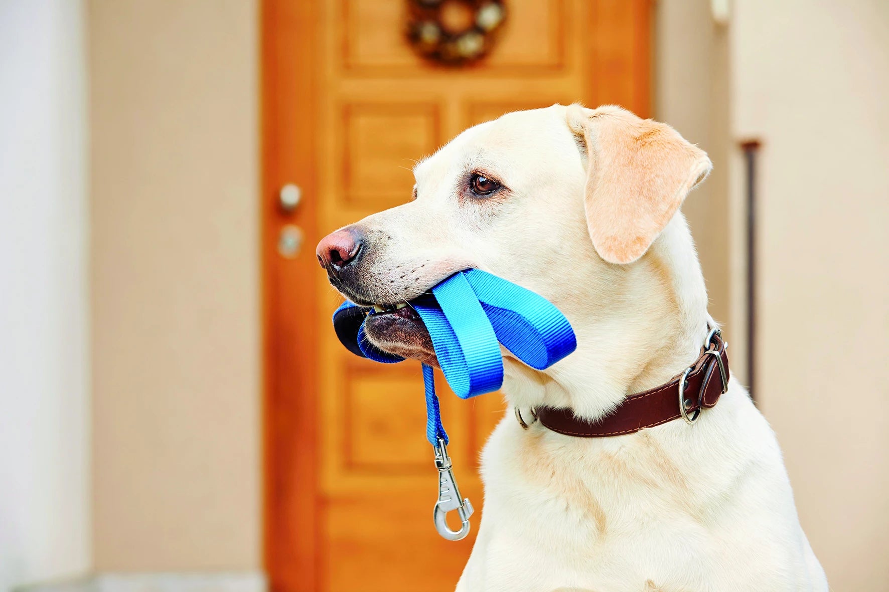 Guinzagli e collari per cani