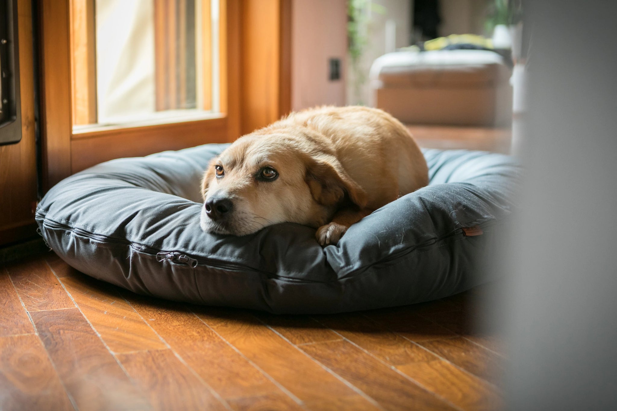 Cuscini e cucce per cani da interno: guida all'acquisto
