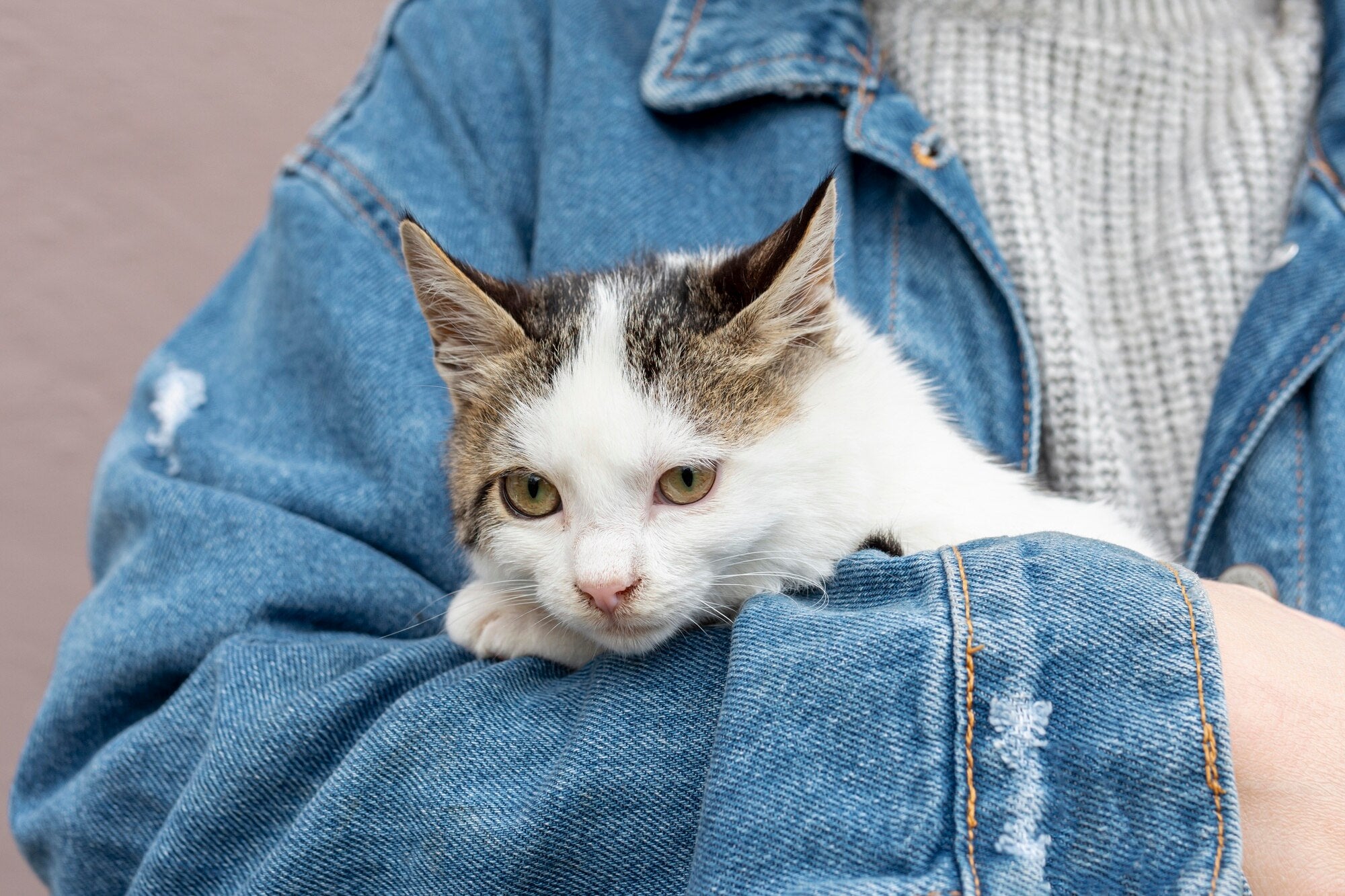 Accessori e abbigliamento per gatti