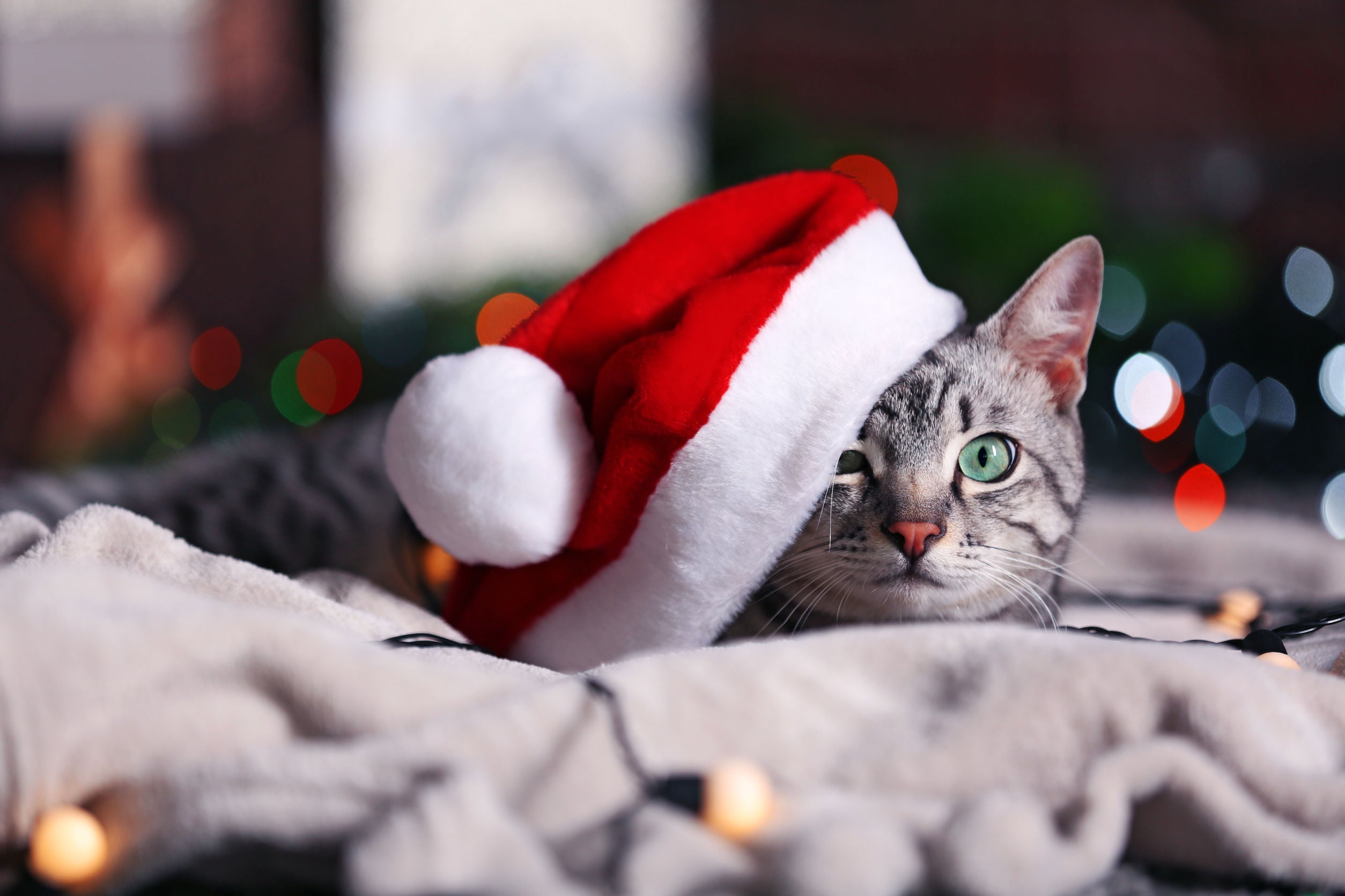 Accessori per le festività gatto