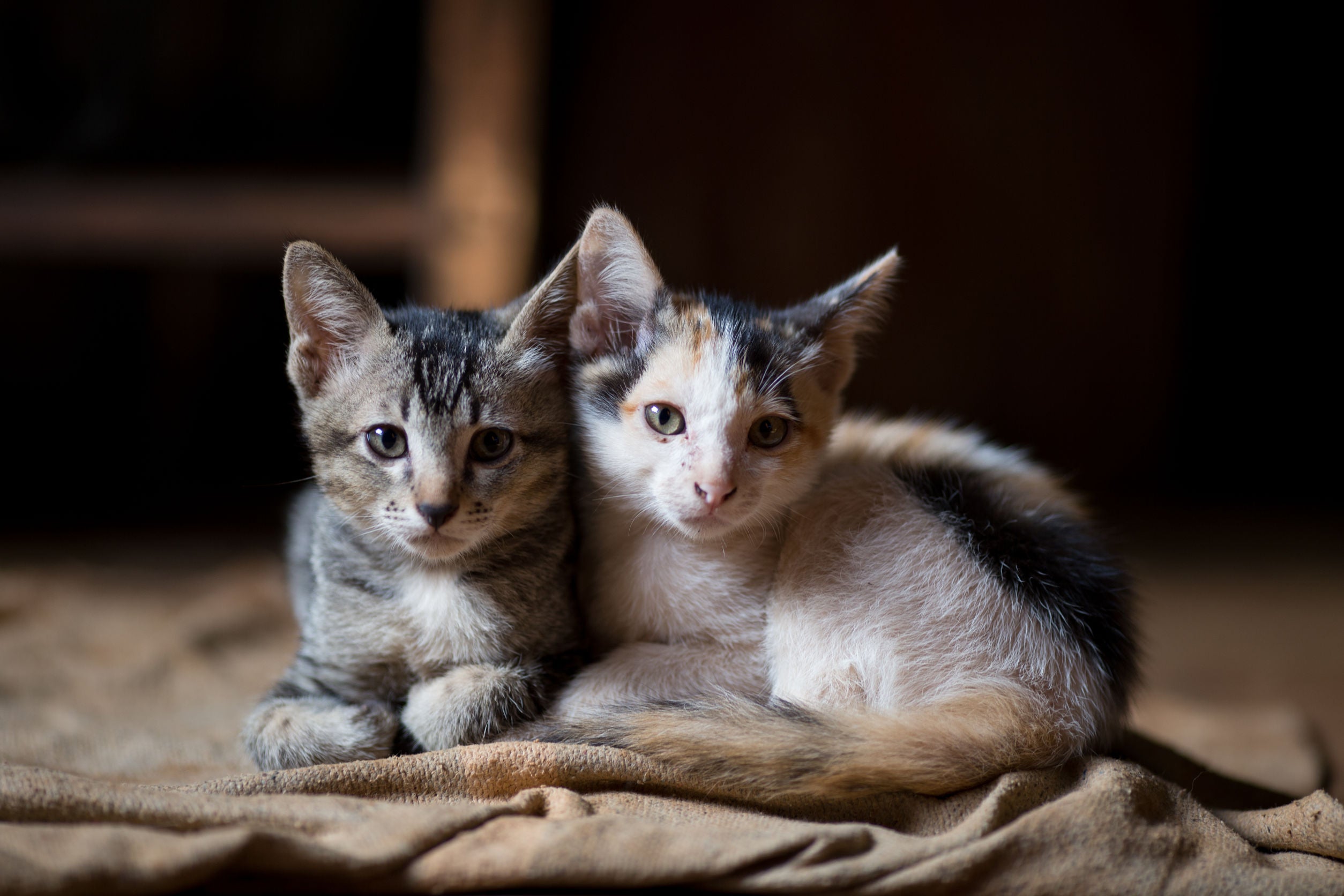 Prodotti per cuccioli di gatto