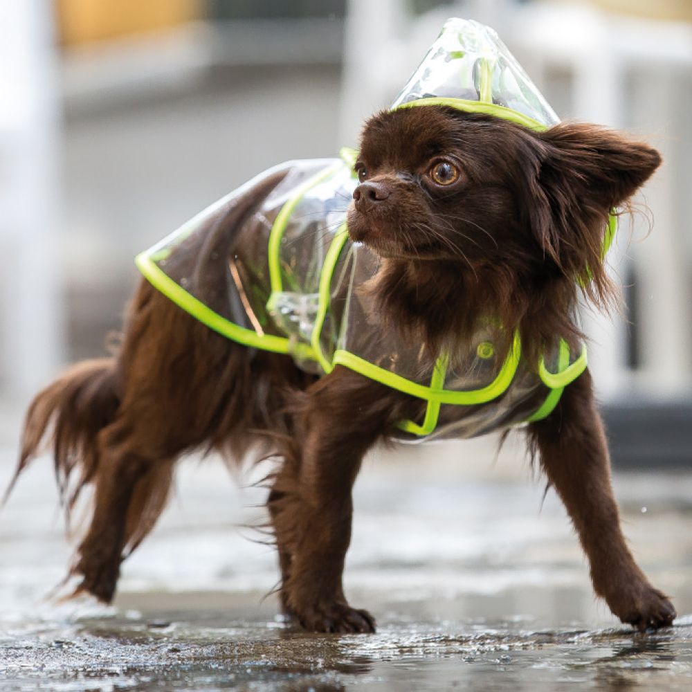 Dezain Raincoat for Dogs