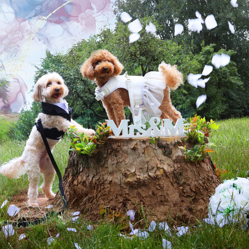 Collier pour chien de cérémonie - Mariée