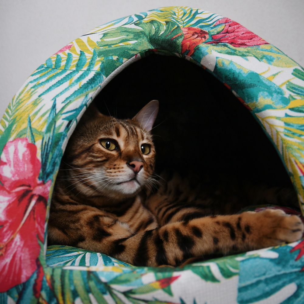 Amazon-Pyramide für Katzen