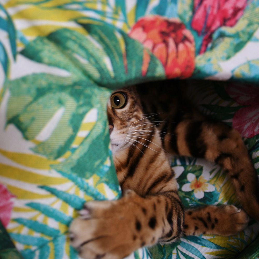 Amazon-Pyramide für Katzen