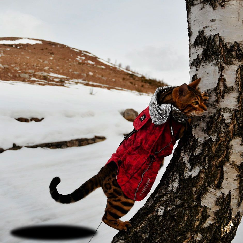 Cappotto impermeabile per cani Hiking Annapurna