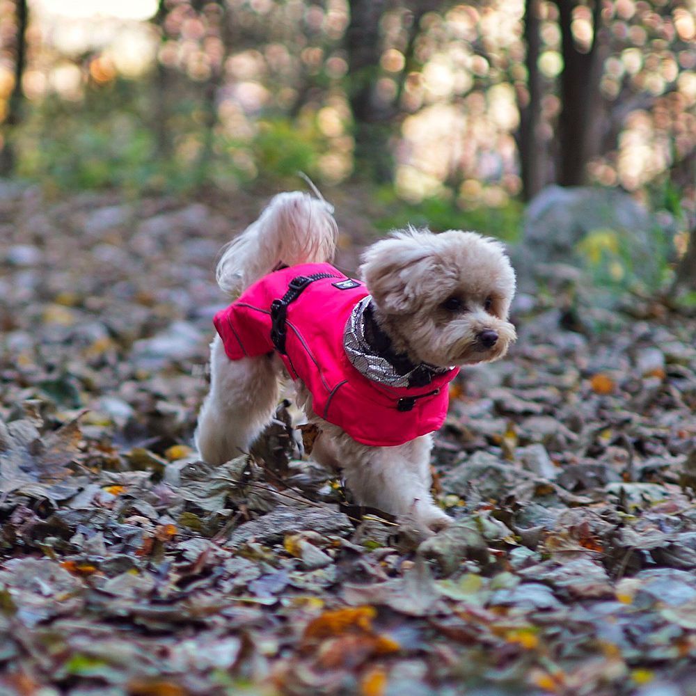 Cappotto impermeabile per cani Hiking Annapurna