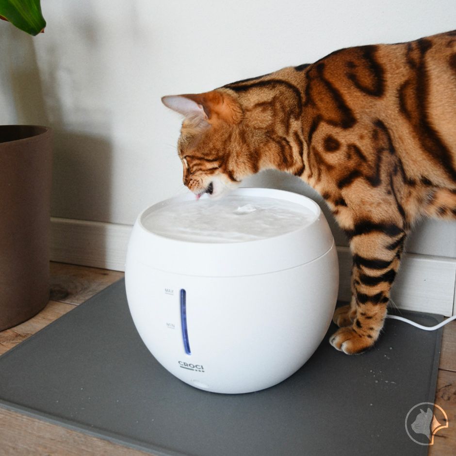 Cat fountain - Aqua