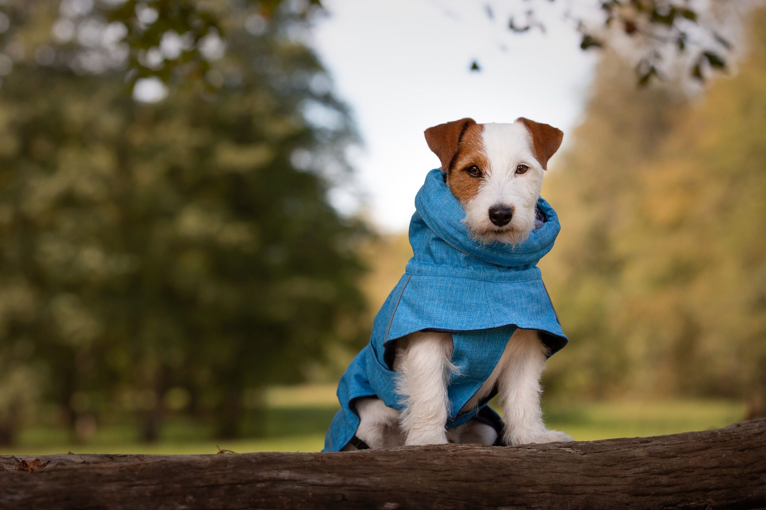 Waterproof dog jacket - Hiking Everest