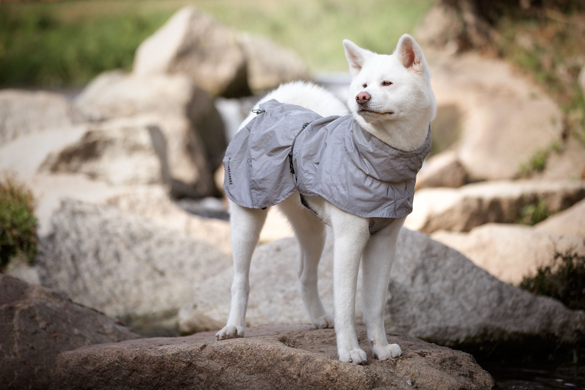 Abrigo impermeable para perros - Senderismo Alta visibilidad