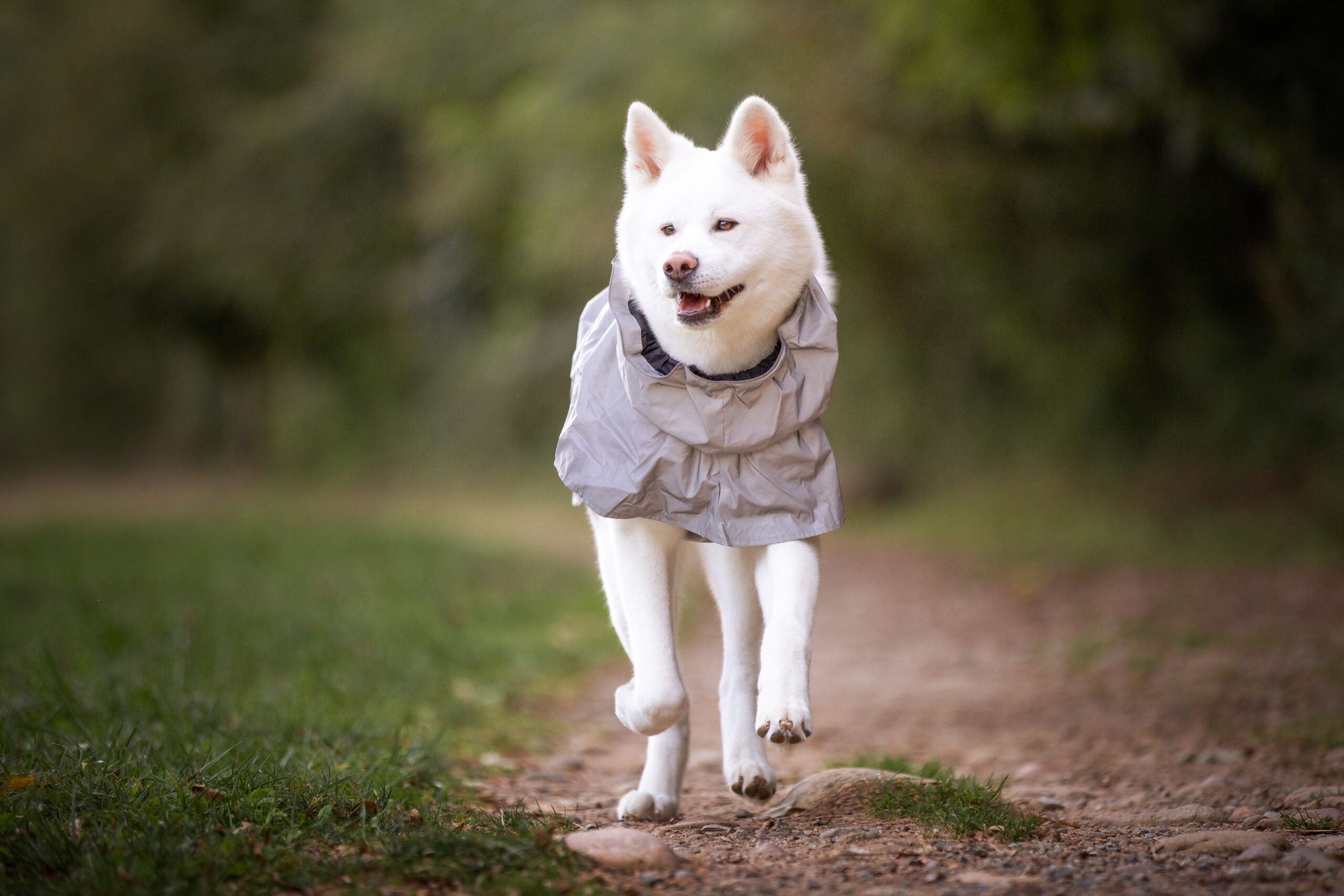 Wasserdichter Hundemantel – beim Wandern mit hoher Sichtbarkeit