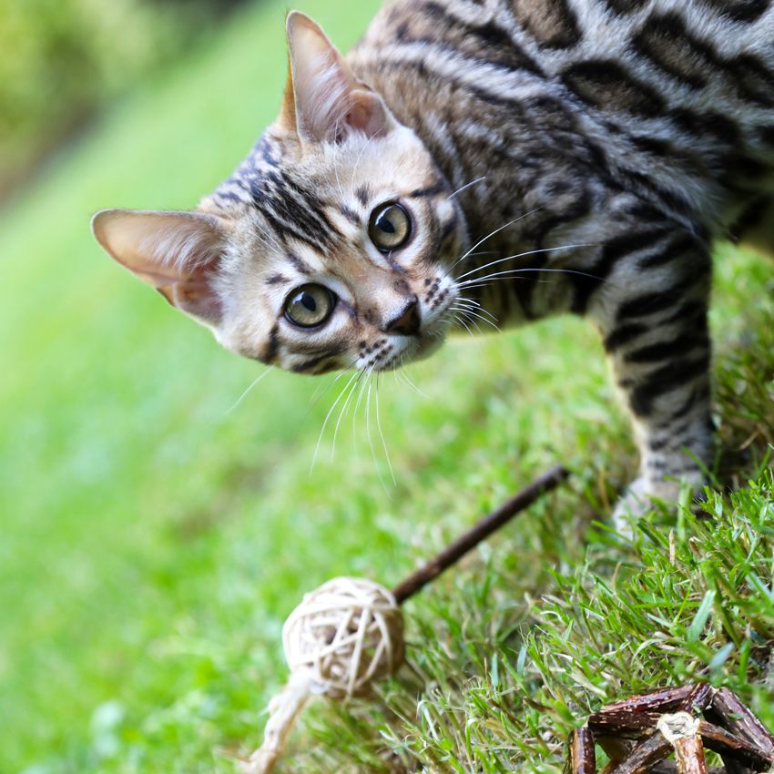 Bacchetta per gatti piuma palla Euphoria