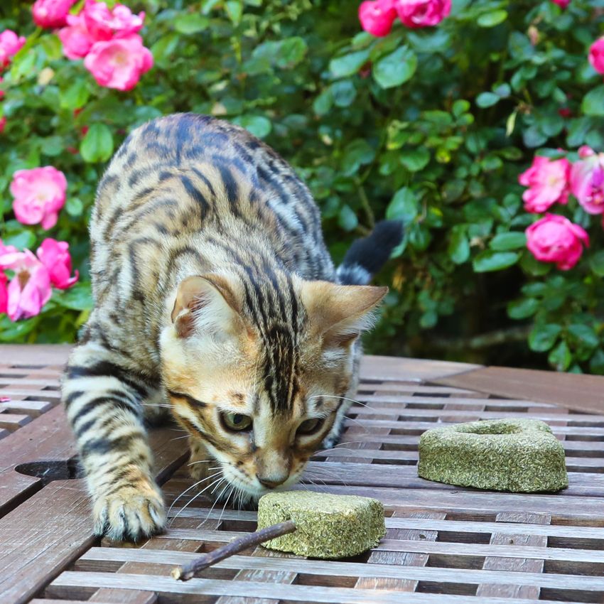 Bacchetta per gatti Stick Gatto Euphoria