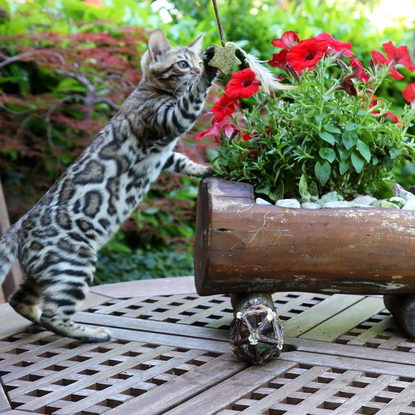 Bacchetta per gatti Stick Stella Euphoria