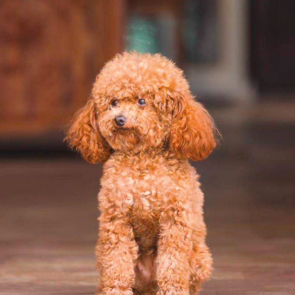 Shampoing Gill's pour chiens caniches