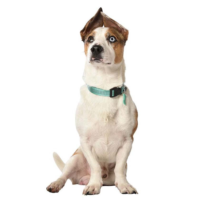 Guinzaglio per Cani Bobby Safe