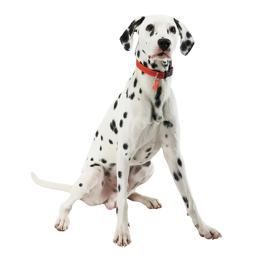 Guinzaglio per Cani Bobby Safe