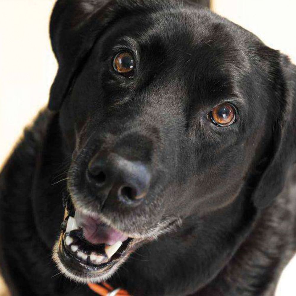 Shampoo for black haired dogs - Gill's Nuvola Nera
