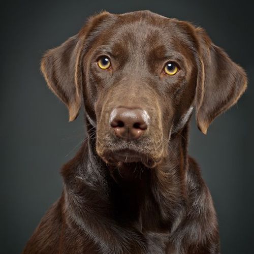 Peluquería Powerfur para perros de pelo corto