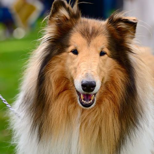 Peluquería Powerfur para perros de pelo largo